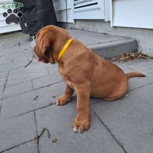 Chloe, Fox Red Labrador Retriever Puppy